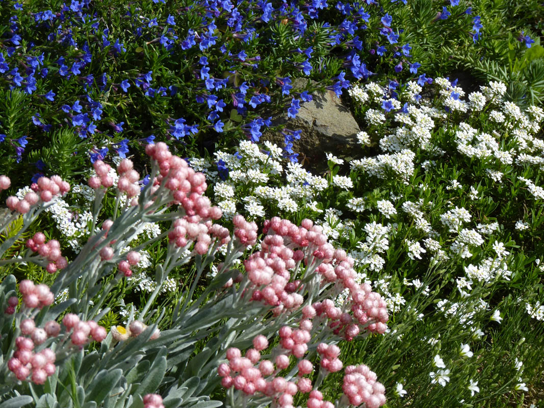 Helichrysum amorginum 'Ruby Cluster' photo